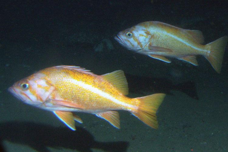Two orange and white canary rockfish swim in dark waters with their shadows visible on the sandy floor below.