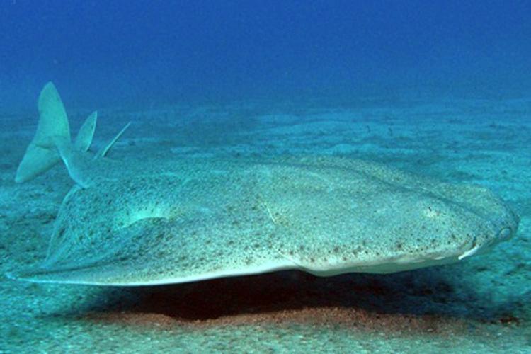 common_angelshark.jpg