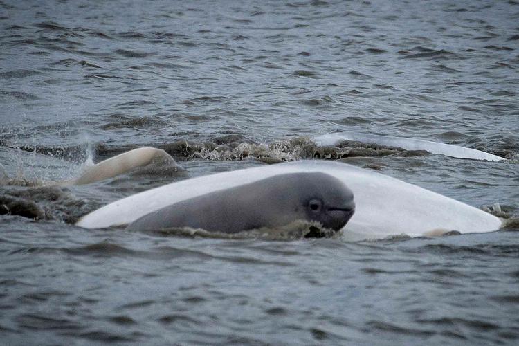 Beluga whale calf next to adult beluga whales