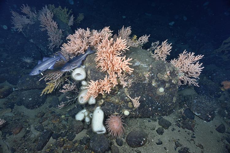 Corals on boulder with anemones and fish.