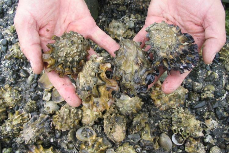 holding oyster shells in hands