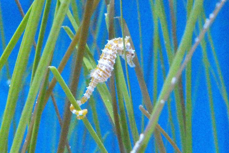 dwarf_seahorse.jpg