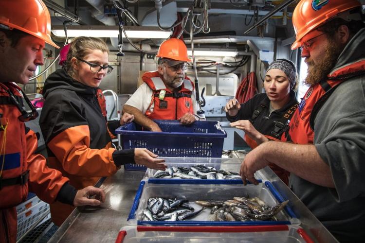 Scientists sort juvenile salmon and other species obtained from a trawl in the Pacific Ocean. Photo: Seattle Times
