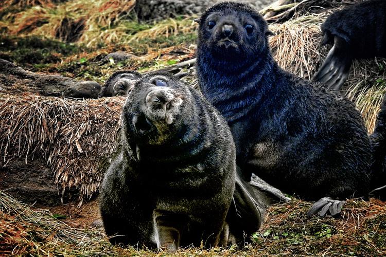 Two baby fur seals, the front seal has his head tilted to the side. 