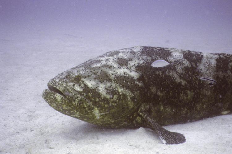 goliath-grouper-noaa.jpg