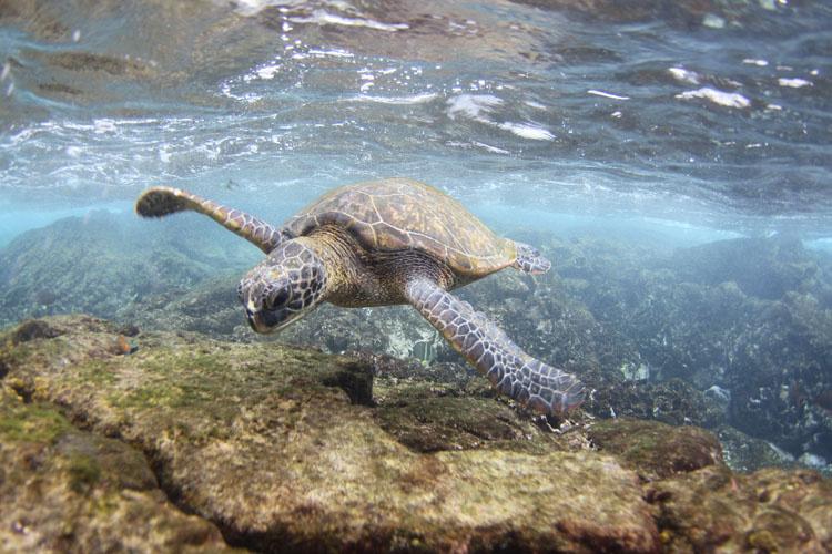 Green turtle swimming near surface.