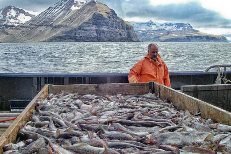 Caught fish in a bin with a man in an orange jacket behind it. Background is ocean and mountains. 