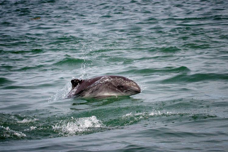 Harbor Porpoise Vessel Surveys in Southeast Alaska.jpg