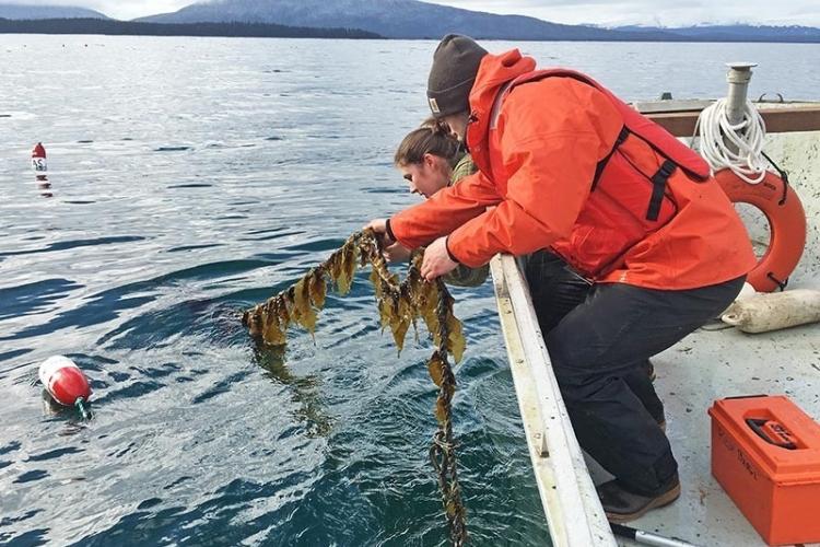 harvesting-kelp-ak.jpg