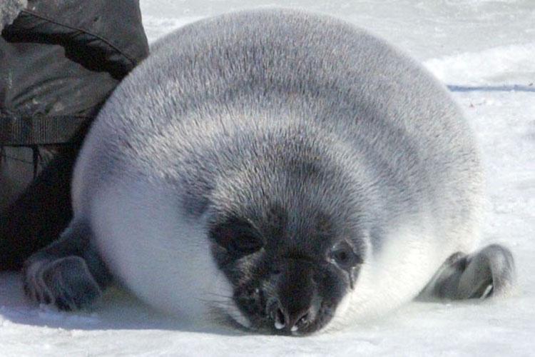 hooded-seal-NEFSC.jpg