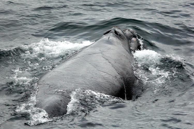Iwc whale hot sale
