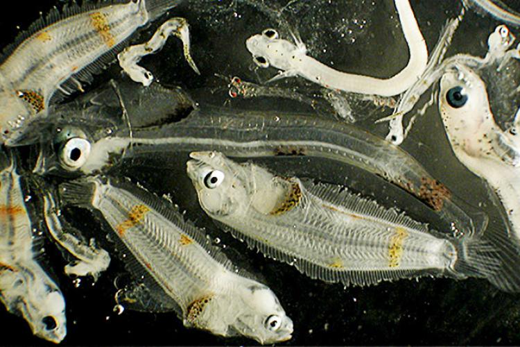 Close view of larval fish 