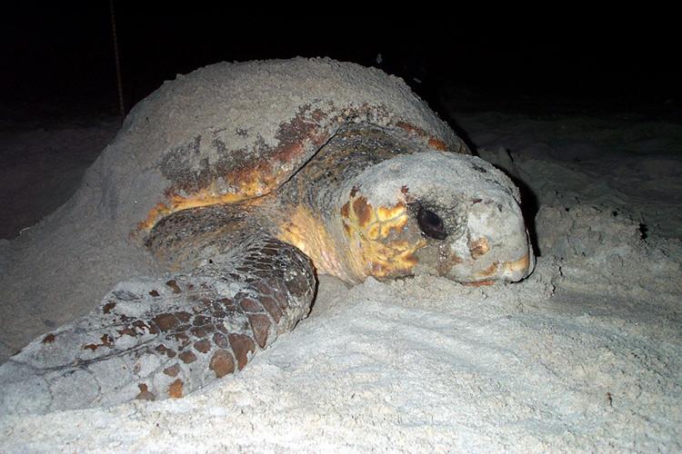 Loggerhead turtle lying on top of and covered in sand nesting on a beach at night.