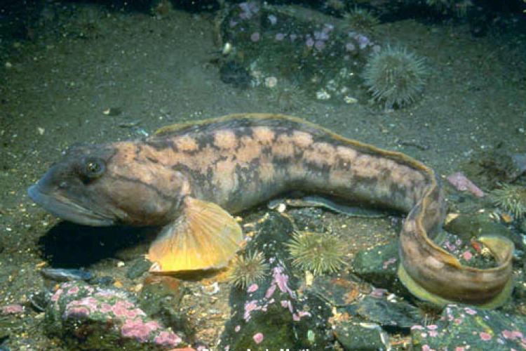 Ocean pout_Stellwagen.jpg