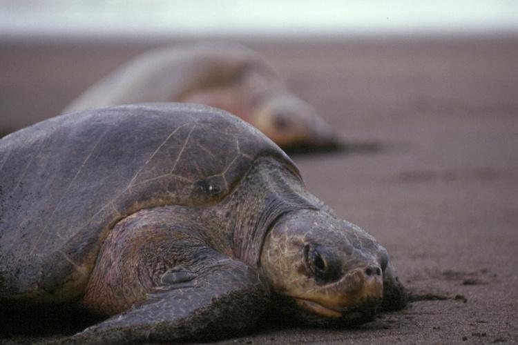 Olive ridley sea turtle on beach.