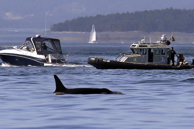patrol-boat-around-whale-OLE.jpg