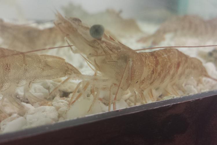 Pink shrimp standing in a holding tank against the glass.