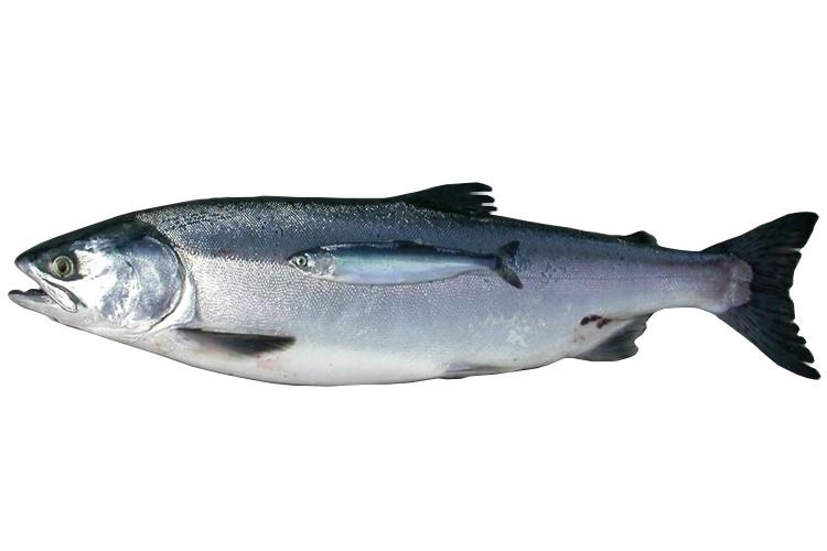 Adult fish with a juvenile fish on top of it 