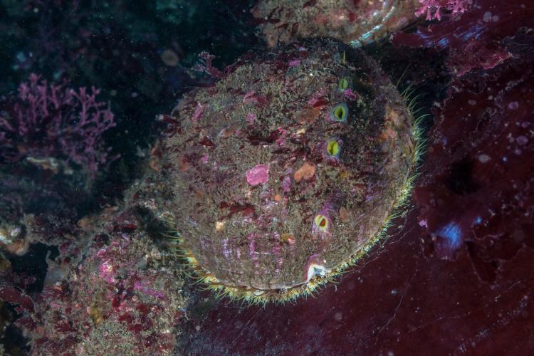 Pinto Abalone under water