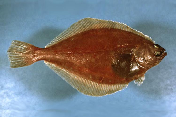 Plaice_nefsc.jpg