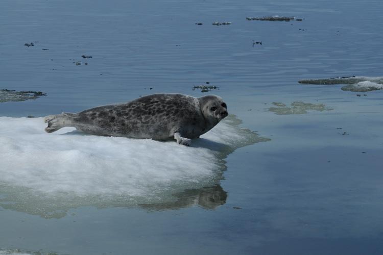 ringed-seal.JPG