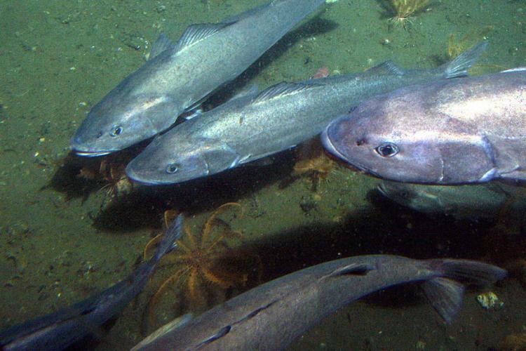 sablefish.jpg