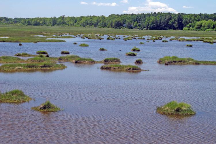 scallahan1_marsh.SM_.jpg