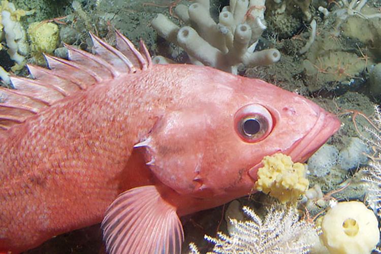 Shortraker rockfish. Credit: Rebecca Reuter
