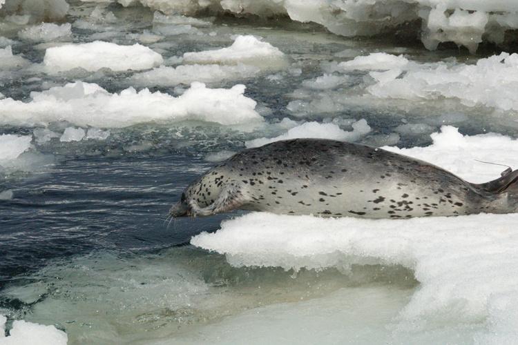 spotted_seal.jpg