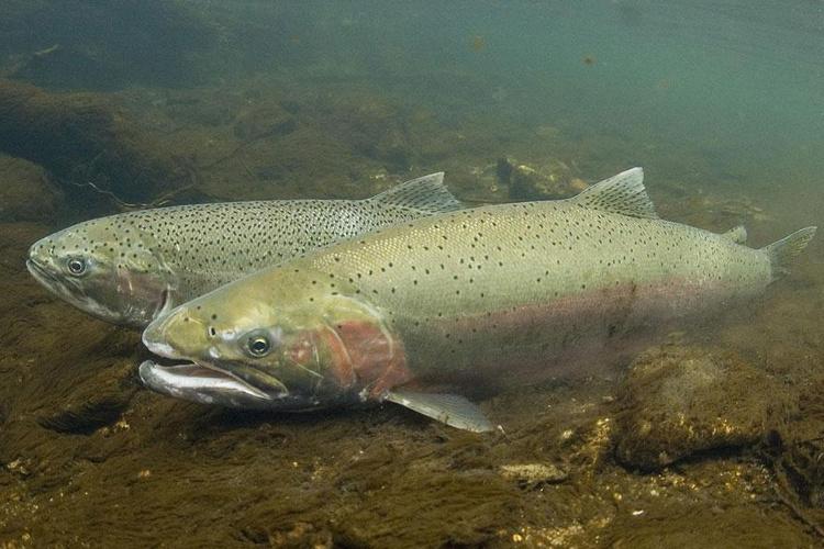 Male and female steelhead swimming underwater