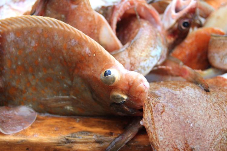 Yellowtail flounder, orange colored, eyes on visible, some with open mouths, on deck.