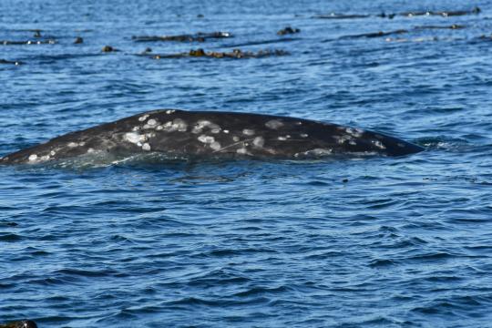 Photo of a gray whale at surface.