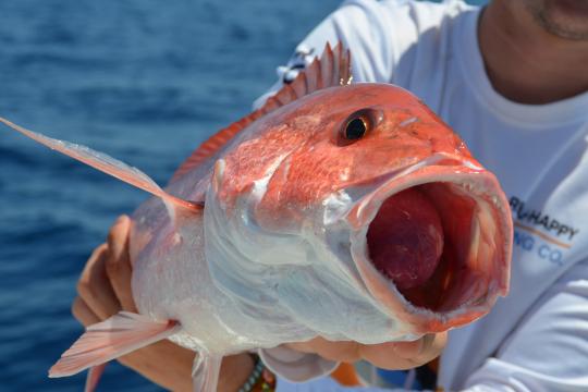 Get into descending devices Reef fish like snapper and grouper that are  caught in deeper waters are vulnerable to barotrauma, a buildup o