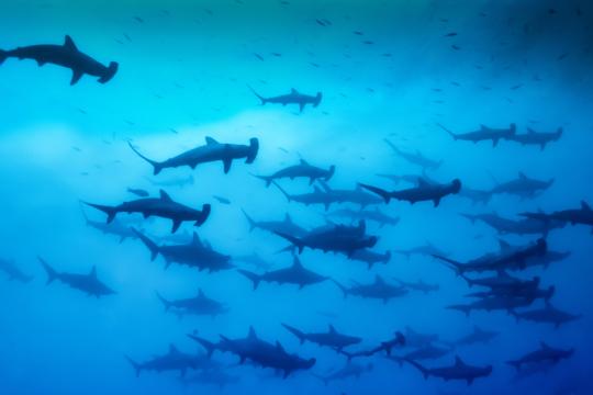 Schooling hammerhead sharks