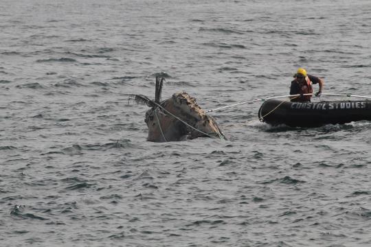 large whale entanglement