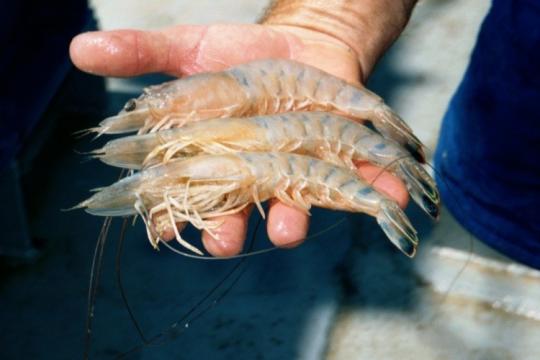 A closeup of a person holding out three large white shrimp.