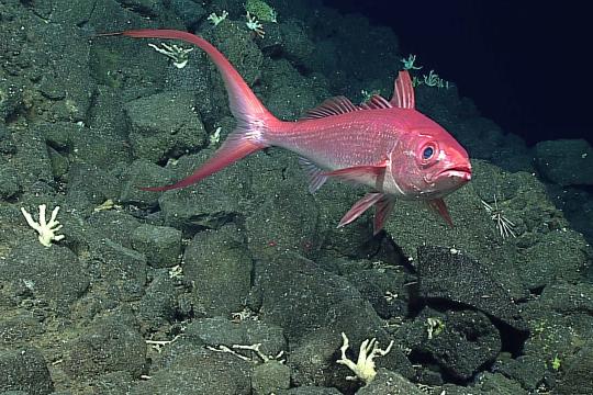 A red fish swims in front of a large pile of rocks.