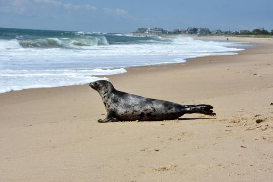 Spotted, gray harp seal on sandy shore moving towards the ocean water.