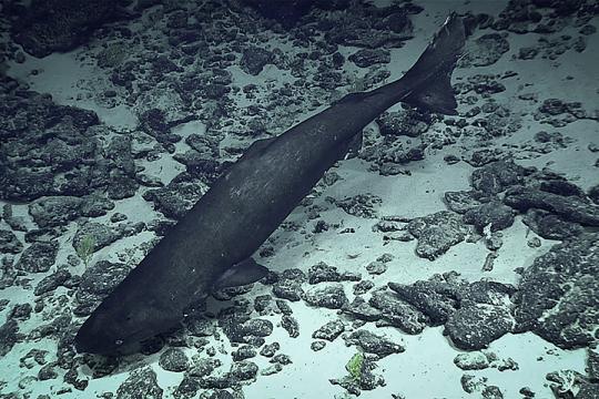Photograph of a large black sleeper shark hovering over the sandy and rocky deep seafloor