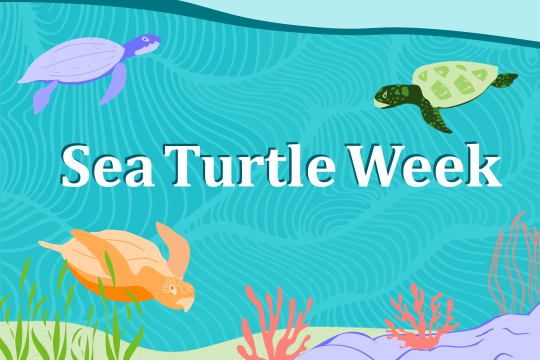 Illustrated swimming sea turtles on banner for Sea Turtle Week 