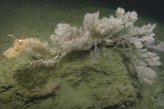 A snowy white deep-sea coral with branches fanning out from the sea floor. An orange crab is perched atop.