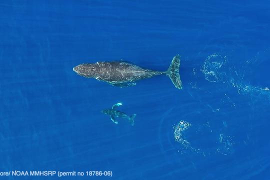 Mother and calf humpback whales near Maui, Hawaii. Humpback whales in the Pacific Ocean swim approximately 3,000 miles from Alaska to Hawaii to spend the winter in the warmer tropical waters. Credit: Jason Moore (NOAA permit #18786) 