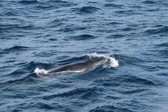Rice’s whale at the surface.