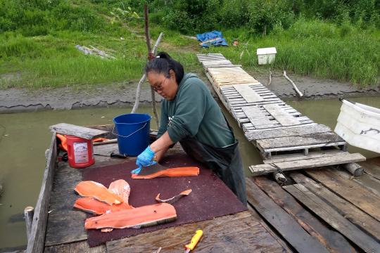 An Alaska Native woman uses a traditional ulu knife to cut strips of salmon to hang in the smokehouse at a fishing camp along the Kuskokwim River. Credit: NOAA Fisheries