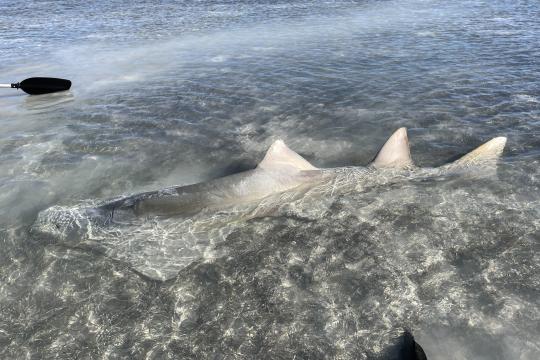 Smalltooth sawfish swims in shallow water.