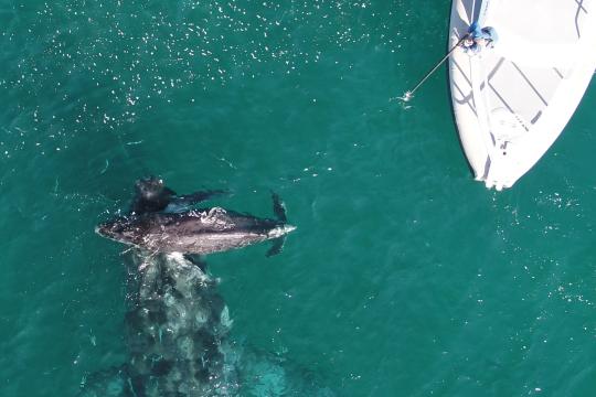 A mother humpback whale swims beneath its calf to support it on the ocean surface as a researcher on a nearby boat leans over the railing holding a pole underwater to assess the condition of the call.
