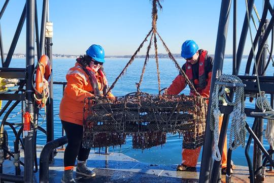 Two people wearing blue hard hats and orange winter work gear maneuver an oyster aquaculture cage on the back deck of a research vessel. The water is calm and the sky is blue and cloudless.