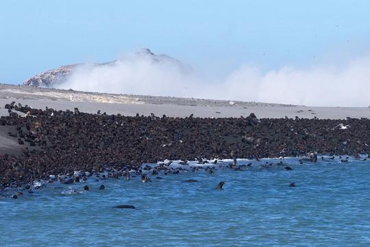Dark brown northern fur seals on the beach of a island with an active smoking volcano in the background