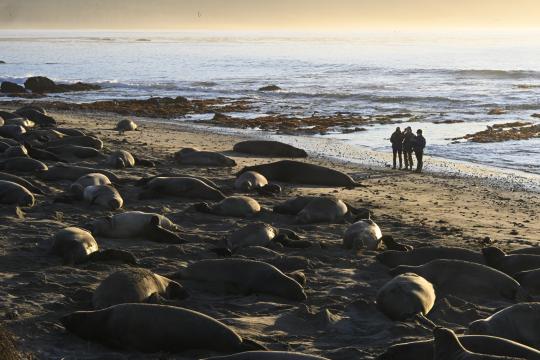 northern elephant seal on the beach