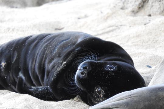 A Hawaiian monk seal pup lays in the sand